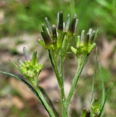 Senecio phelleus (Rock Fireweed) at Sherwood Forest - 20 Oct 2021 by trevorpreston