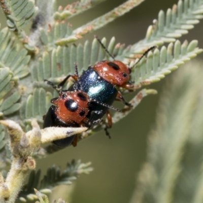 Calomela moorei (Acacia Leaf Beetle) at Hawker, ACT - 17 Oct 2021 by AlisonMilton