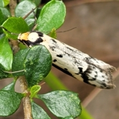 Philobota lysizona (A concealer moth) at Sherwood Forest - 20 Oct 2021 by trevorpreston
