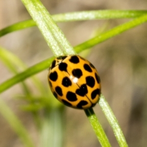 Harmonia conformis at Hawker, ACT - 17 Oct 2021