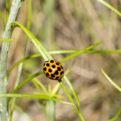 Harmonia conformis at Hawker, ACT - 17 Oct 2021 12:25 PM