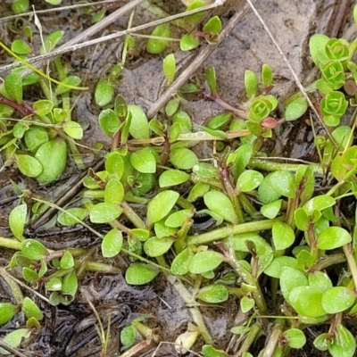 Isotoma fluviatilis subsp. australis (Swamp Isotome) at Sherwood Forest - 20 Oct 2021 by trevorpreston