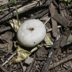 Geastrum sp. (Geastrum sp.) at Hawker, ACT - 17 Oct 2021 by AlisonMilton