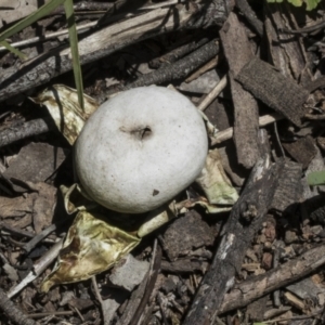 Geastrum sp. at Hawker, ACT - 17 Oct 2021 12:10 PM