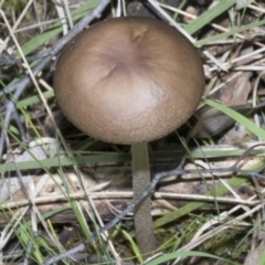 Oudemansiella gigaspora group at Hawker, ACT - 17 Oct 2021