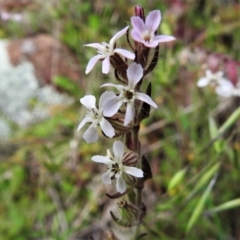 Silene gallica var. gallica (French Catchfly) at Molonglo River Reserve - 19 Oct 2021 by JohnBundock