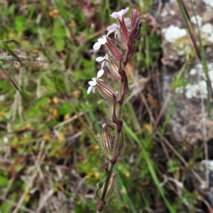 Silene gallica var. gallica at Molonglo Valley, ACT - 20 Oct 2021