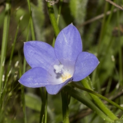 Wahlenbergia planiflora at The Pinnacle - 22 Oct 2021 by AlisonMilton