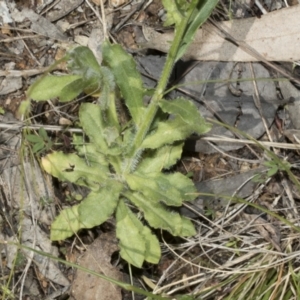 Wahlenbergia planiflora at Hawker, ACT - 22 Oct 2021