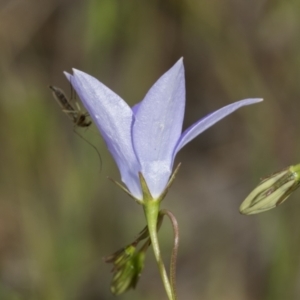 Wahlenbergia planiflora at Hawker, ACT - 22 Oct 2021 11:25 AM