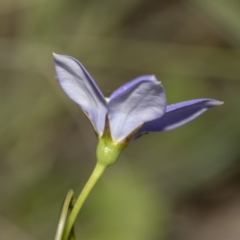 Wahlenbergia planiflora at Hawker, ACT - 22 Oct 2021