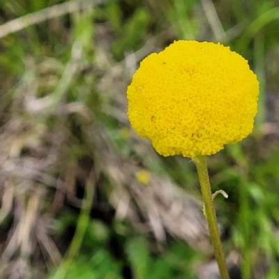 Craspedia variabilis (Common Billy Buttons) - 1 Jan 1900 by trevorpreston