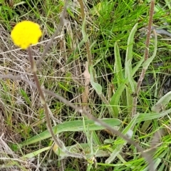 Craspedia variabilis at Coree, ACT - suppressed