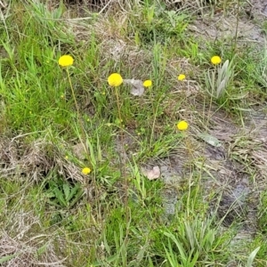 Craspedia variabilis at Coree, ACT - suppressed