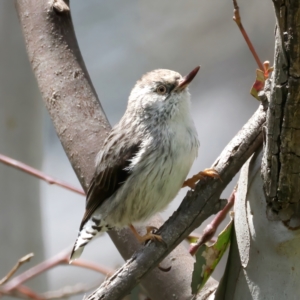 Daphoenositta chrysoptera at Pialligo, ACT - 19 Oct 2021 12:27 PM