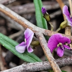 Glycine clandestina (Twining Glycine) at Coree, ACT - 20 Oct 2021 by tpreston