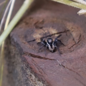 Jotus sp. (genus) at Cook, ACT - 18 Oct 2021