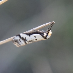 Philobota lysizona at Mount Clear, ACT - 8 Oct 2021