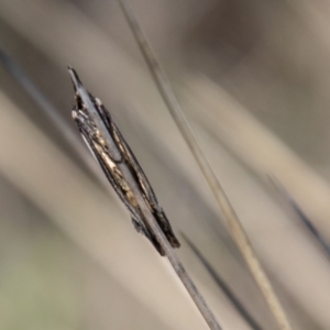 Philobota lysizona at Mount Clear, ACT - 8 Oct 2021