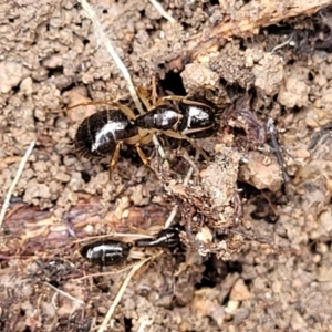 Camponotus sp. (genus) at Coree, ACT - 20 Oct 2021