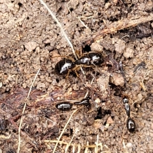 Camponotus sp. (genus) at Coree, ACT - 20 Oct 2021