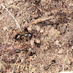 Camponotus sp. (genus) at Coree, ACT - 20 Oct 2021 12:10 PM