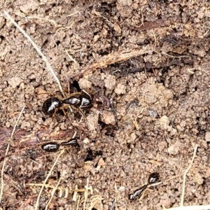 Camponotus sp. (genus) at Coree, ACT - 20 Oct 2021