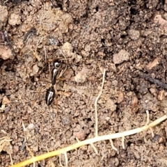 Camponotus sp. (genus) at Coree, ACT - 20 Oct 2021