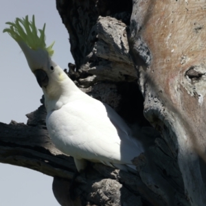 Cacatua galerita at Pialligo, ACT - 19 Oct 2021 01:16 PM