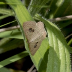 Epicyme rubropunctaria (Red-spotted Delicate) at The Pinnacle - 17 Oct 2021 by AlisonMilton