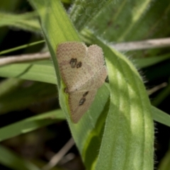 Epicyme rubropunctaria at Hawker, ACT - 17 Oct 2021