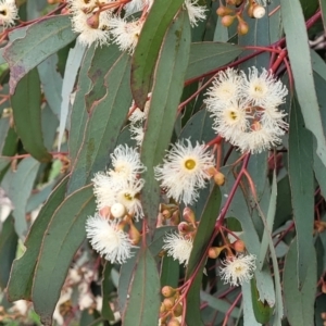 Eucalyptus bridgesiana at Coree, ACT - 20 Oct 2021