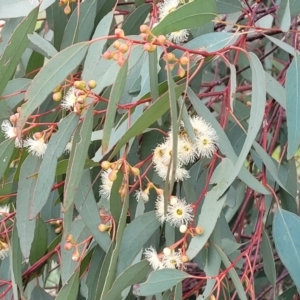 Eucalyptus bridgesiana at Coree, ACT - 20 Oct 2021