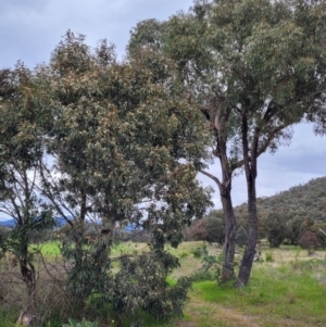 Eucalyptus bridgesiana at Coree, ACT - 20 Oct 2021