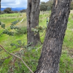 Eucalyptus bridgesiana at Coree, ACT - 20 Oct 2021