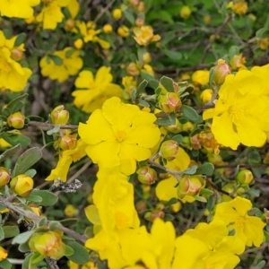 Hibbertia obtusifolia at Coree, ACT - 20 Oct 2021