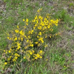 Hibbertia obtusifolia at Coree, ACT - 20 Oct 2021