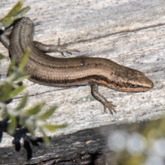 Pseudemoia entrecasteauxii (Woodland Tussock-skink) at Cotter River, ACT - 6 Oct 2021 by SWishart