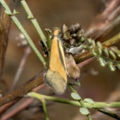 Philobota undescribed species near arabella (A concealer moth) at Hawker, ACT - 17 Oct 2021 by AlisonMilton