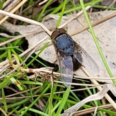 Calliphora sp. (genus) (Unidentified blowfly) at Sherwood Forest - 20 Oct 2021 by trevorpreston