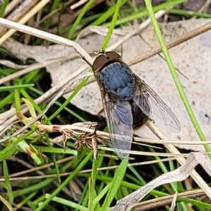 Calliphora sp. (genus) at Coree, ACT - 20 Oct 2021 11:47 AM