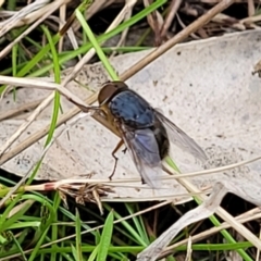 Calliphora sp. (genus) at Coree, ACT - 20 Oct 2021 11:47 AM