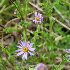 Vittadinia cuneata var. cuneata (Fuzzy New Holland Daisy) at Coree, ACT - 20 Oct 2021 by tpreston