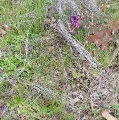 Linaria pelisseriana at Coree, ACT - 20 Oct 2021