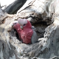 Eolophus roseicapilla (Galah) at Pialligo, ACT - 19 Oct 2021 by jb2602