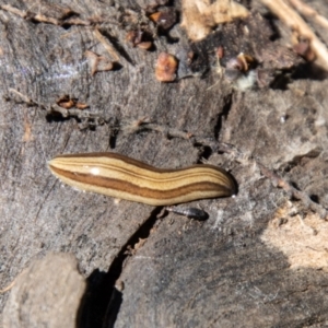 Lenkunya munda at Cotter River, ACT - 6 Oct 2021