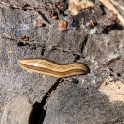 Lenkunya munda (A flatworm) at Cotter River, ACT - 6 Oct 2021 by SWishart