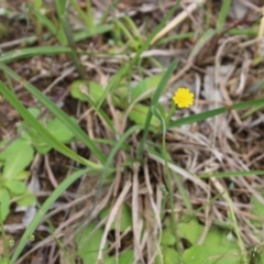 Hypochaeris glabra (Smooth Catsear) at Glenroy, NSW - 16 Oct 2021 by KylieWaldon