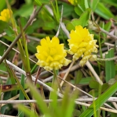 Trifolium campestre (Hop Clover) at Coree, ACT - 20 Oct 2021 by trevorpreston