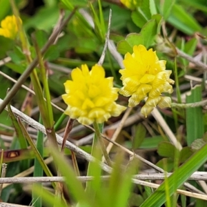 Trifolium campestre at Coree, ACT - 20 Oct 2021 11:40 AM